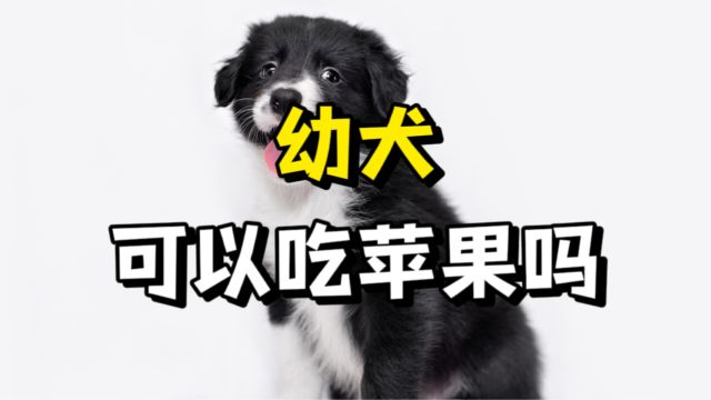 养狗知识:幼犬能吃苹果吗?