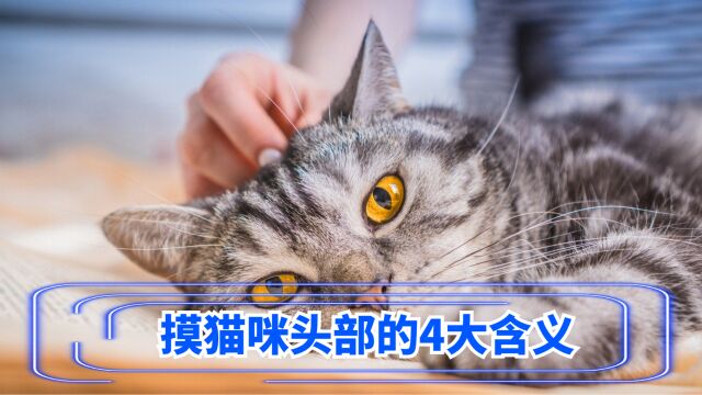 摸猫咪“头部”的行为,代表了这4个含义!