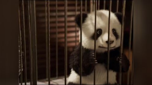 毛绒绒的小熊猫，能有什么坏心思呢？你永远也不懂熊猫，能干出什么的事来