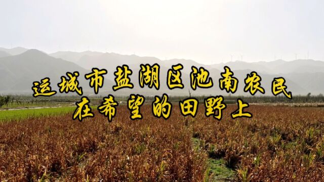 运城市盐湖区池南农民在希望的田野上