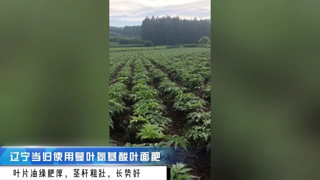 进口叶面肥辽宁当归使用爱施蔓蔓叶氨基酸叶面肥,叶片油绿肥厚,茎秆粗壮,长势好