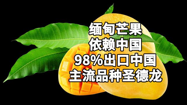 缅甸芒果依赖中国98%出口中国,主流品种圣德龙