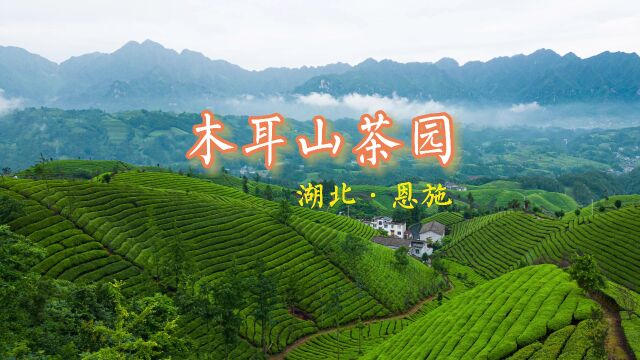 被遗忘的湖北最美茶园|木耳山茶园