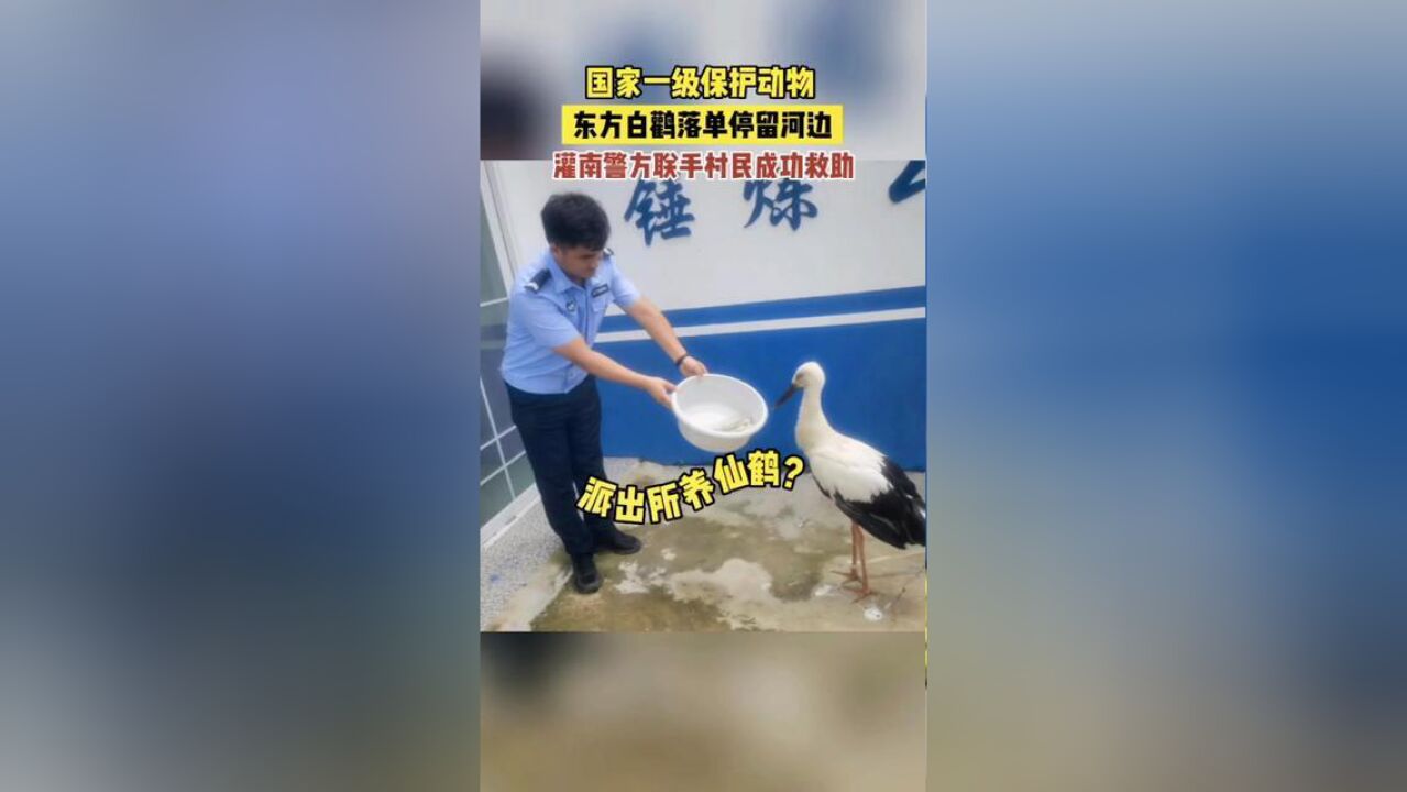 江苏省连云港市,灌南警民联手救助东方白鹳