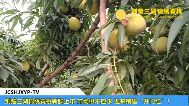 荆楚三湖锦绣黄桃新鲜上市 市场供不应求 迎来销售“开门红”!