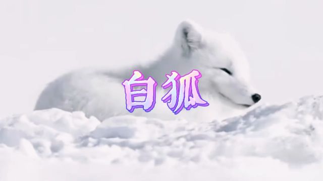 白狐  陈瑞原唱经典歌曲