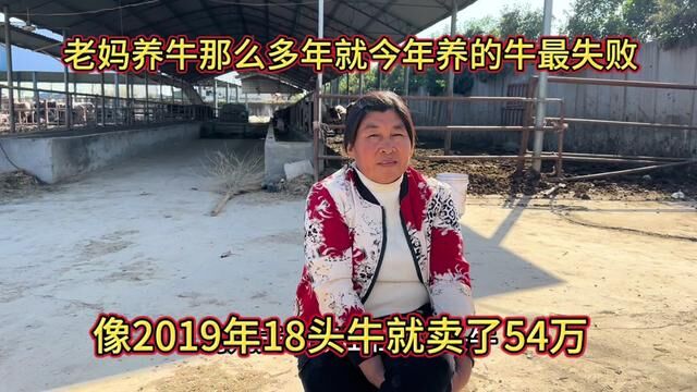 老妈养牛那么多年就今年养的最失败,像2019年18头牛就卖了54万 #肉牛养殖 #养牛致富 #养牛人