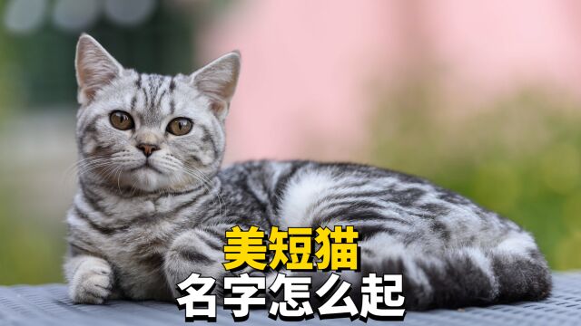 美短猫怎么起名字,这里有几点建议!