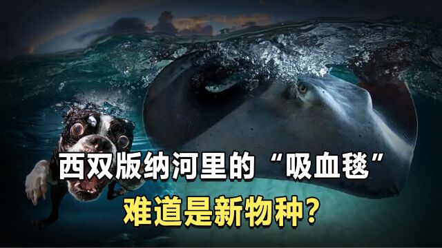 西双版纳河里的“吸血毯”,真的会吸血吗?