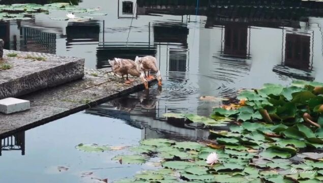 探访浙江桐庐千年历史村落——深澳古村