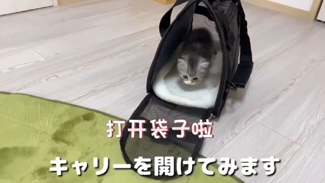 家里来了一只小猫