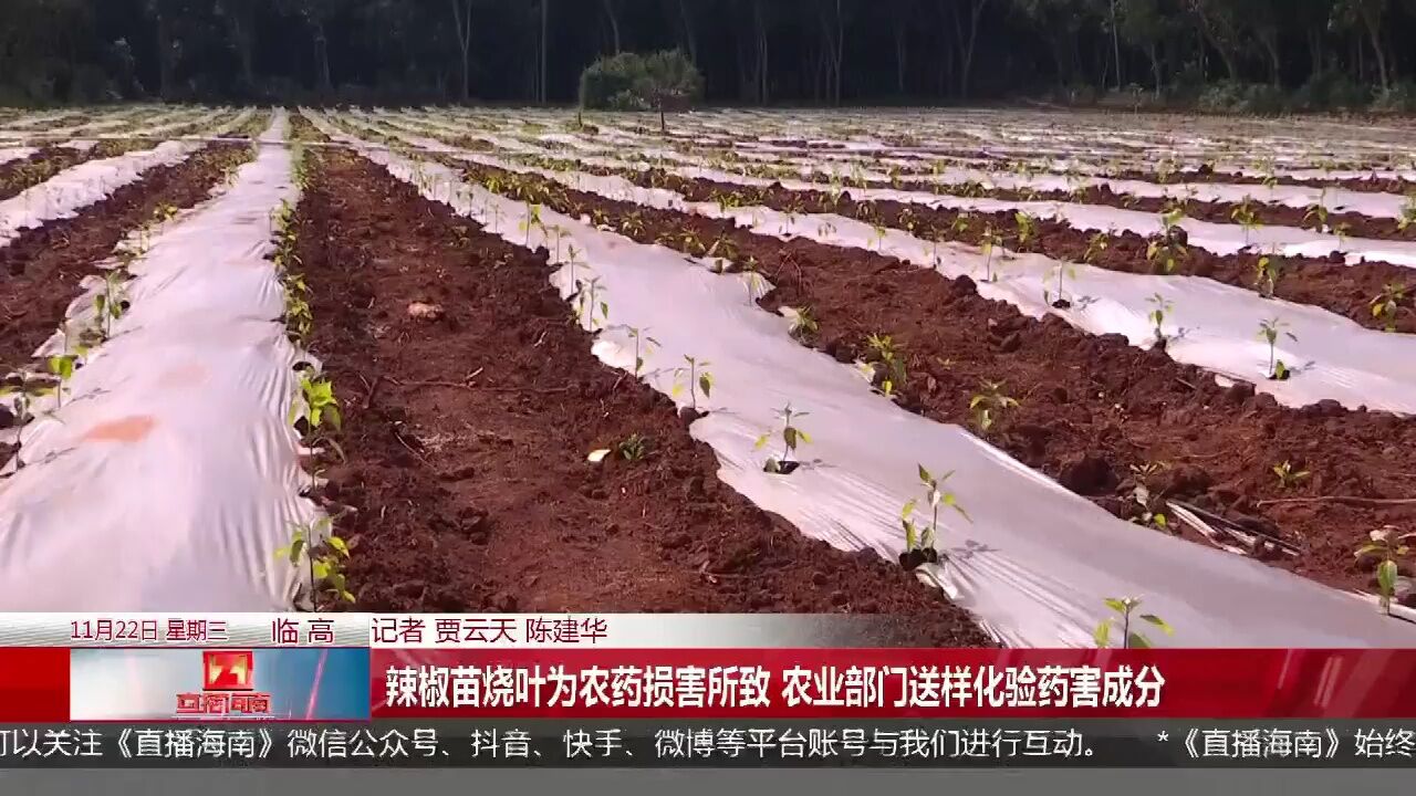 辣椒苗叶梢大面积枯萎 种植户质疑隔壁荔枝园