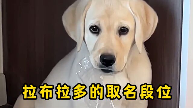 你家拉布拉多的名字在哪个段位呢?我家,王者!