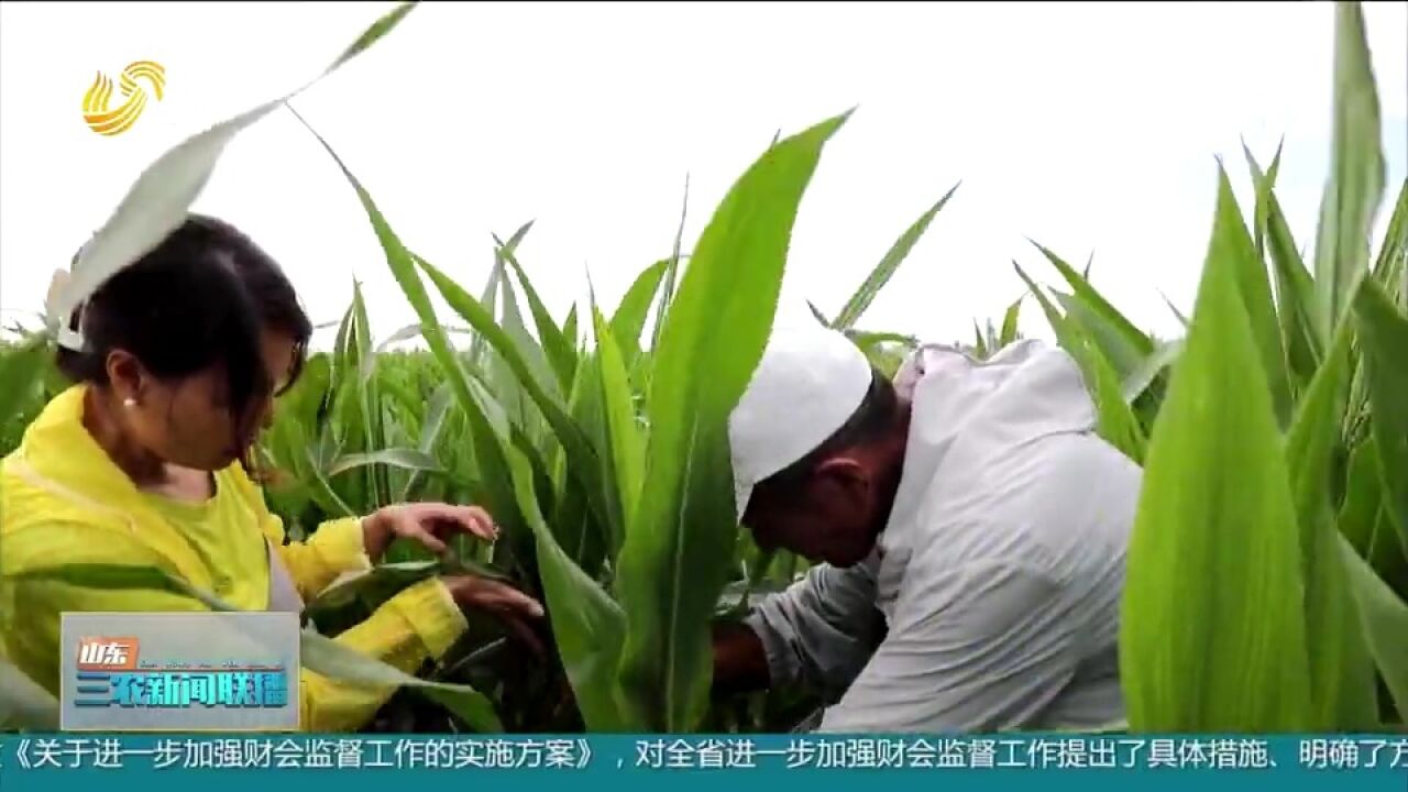 青岛即墨探索“以虫治虫”,用赤眼蜂绿色防控,助力玉米丰产丰收