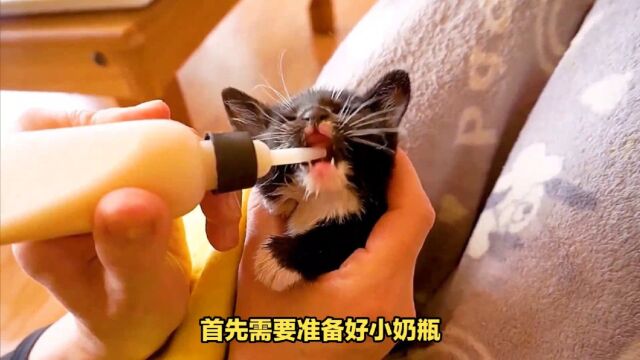 如何喂养刚出生的小猫