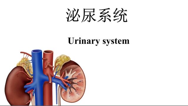 【第12课】泌尿系统损伤