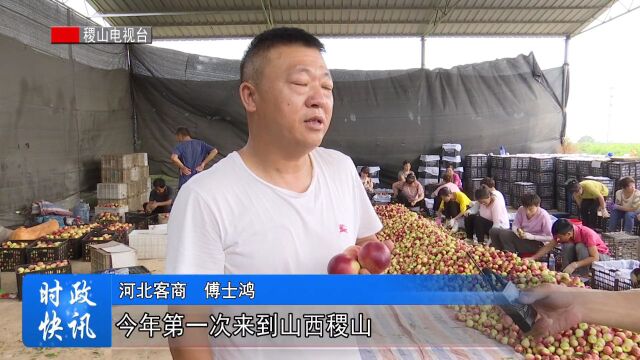 翟店镇小宁村珍珠枣油桃甜蜜上市