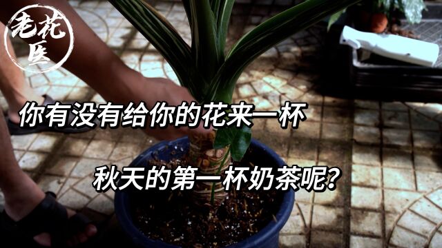 你有没有给你的花来一杯秋天的第一杯奶茶呢?