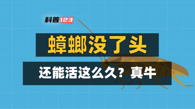 你敢相信吗?蟑螂没有头,居然还能活这么久!