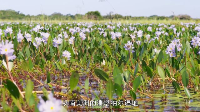 水生植物的传播策略