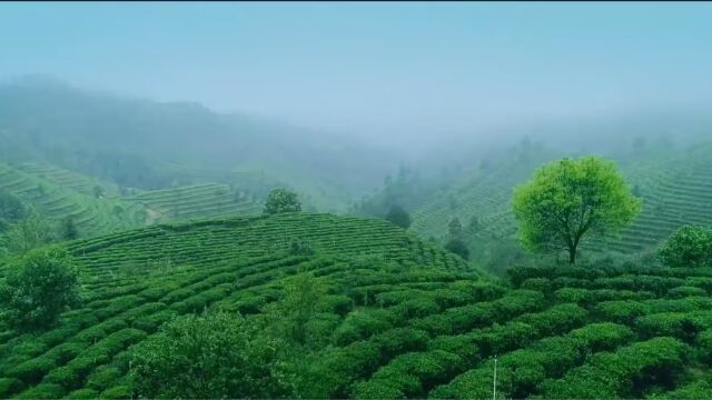 《有关六堡茶的小故事——传承非遗好茶 传统六堡茶也有SC认证》