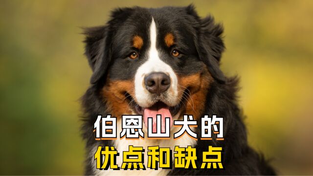 看完伯恩山犬的优缺点,你觉得它好养吗?