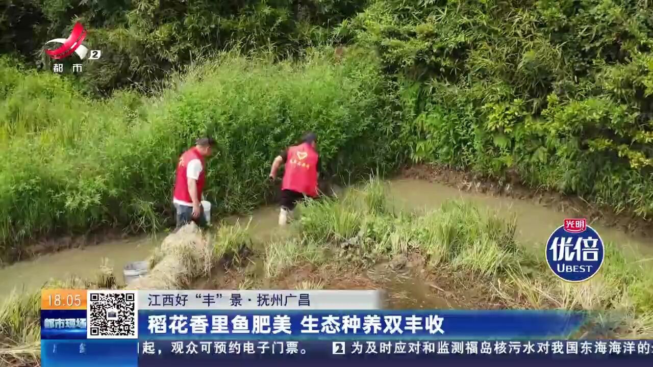 【江西好“丰”景】抚州广昌:稻花香里鱼肥美 生态种养双丰收