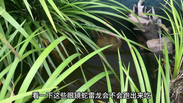 小伙养了10条“眼镜蛇雷龙”,长大后越养越不对劲,拍给大家看看