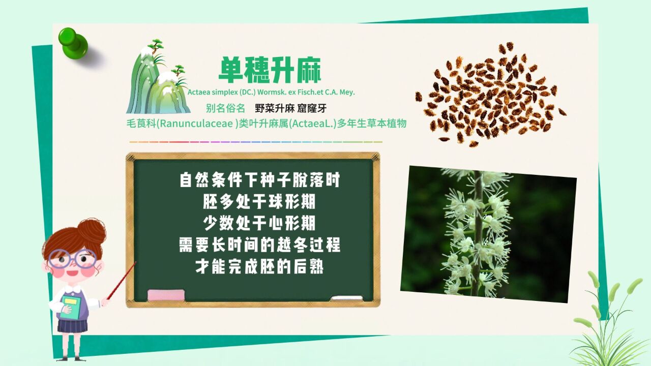 长白山植物千“种”风情|单穗升麻