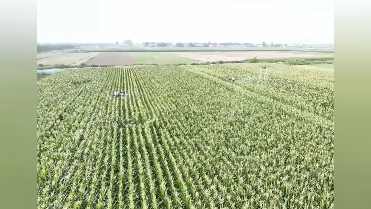 加紧排涝 农技下乡 补种蔬菜 河北灾后农业生产恢复走访见闻