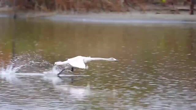 轻功水上漂