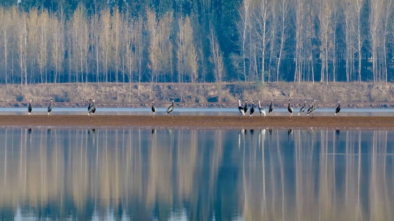 生态美引来百鸟鸣 国家一级保护动物白枕鹤大鸨罕见亮相湿地