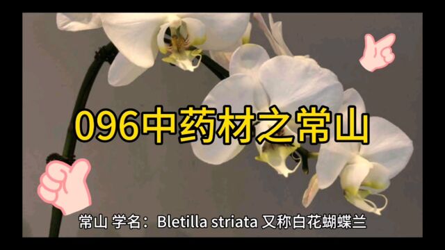 096中药材知识分享之常山