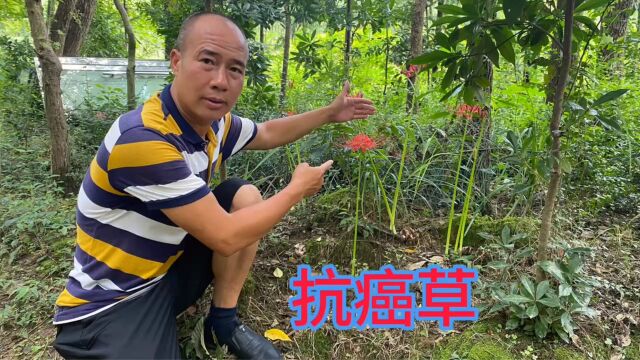 用途厉害的“抗癌草”,其实是农村很常见的植物,拍给大家认识下