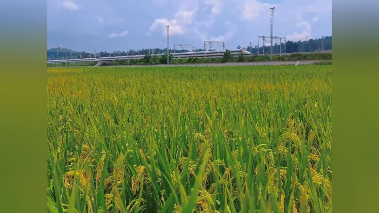 九月稻金黄,十月谷满仓.天下何为重?有粮心不慌.坐上列车,去赴一场秋天的约会.,视频:李林辉