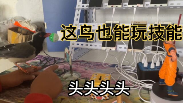 这鸟技能有点意思