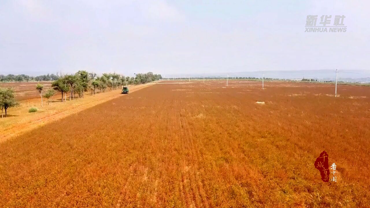 千城百县看中国|内蒙古:这里的荞麦红了