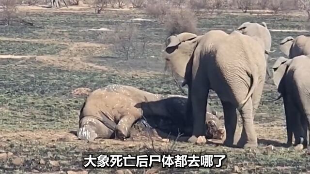 大象死亡后,它们的尸体都去哪了?“象冢”真的存在吗?野生动物大象 2