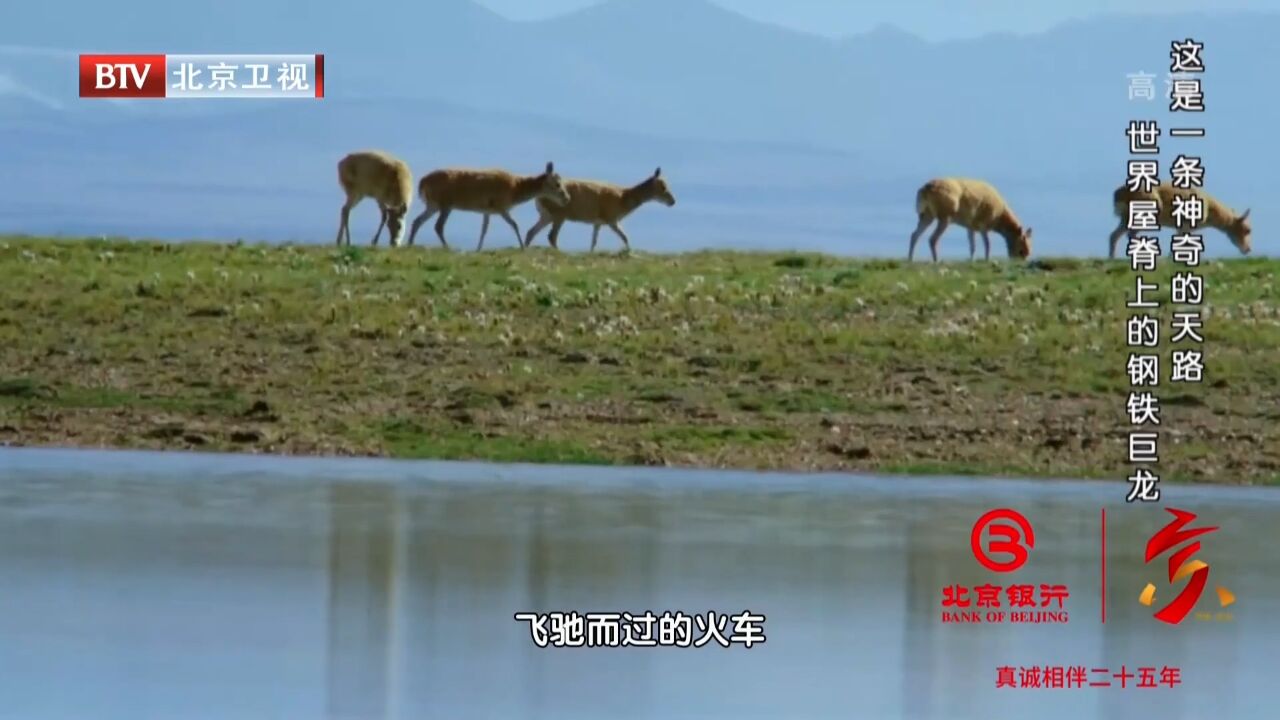 为防止破坏生态平衡,清水河特大桥,正是架设的“生命通道”