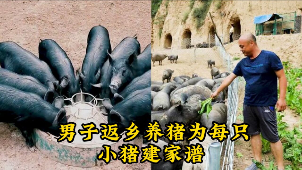 男子返乡养猪为每只小猪建家谱