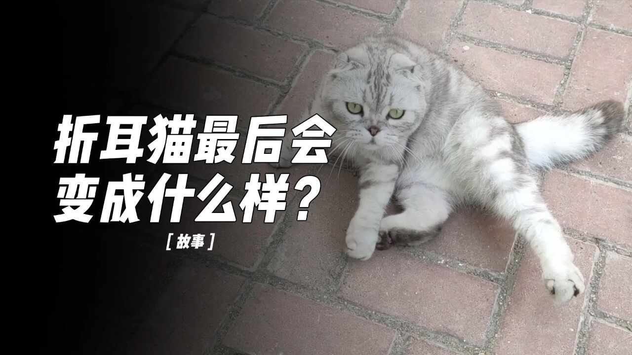 折耳猫最后会变成什么样子?