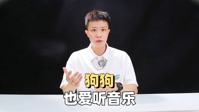 狗子也爱听音乐?其实这是真的!