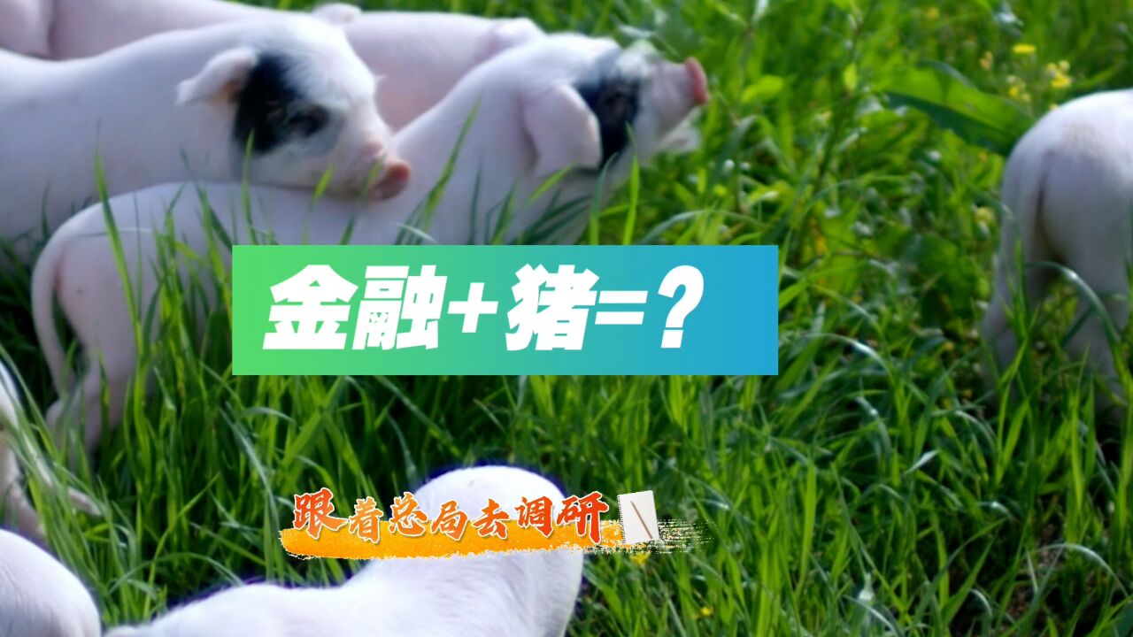 金融+猪=? #跟着总局去调研