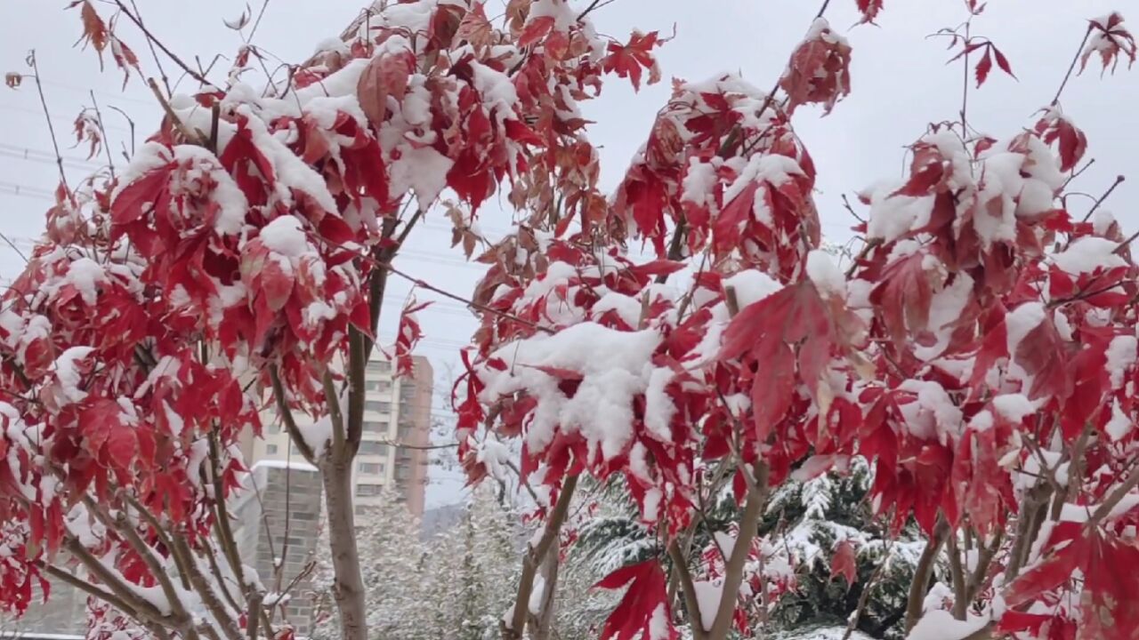 今冬初雪而至,处处美景如画.