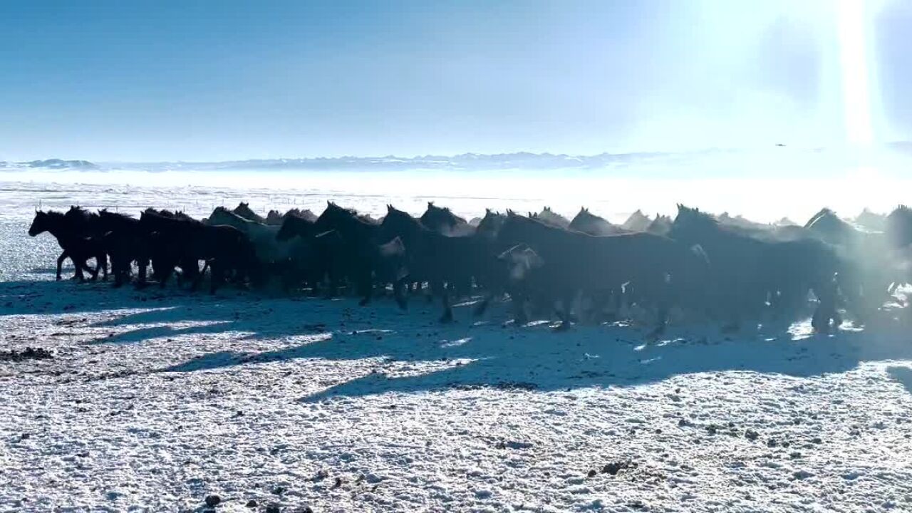 【追着雪花看新疆】伊犁昭苏:天马踏雪迎新春