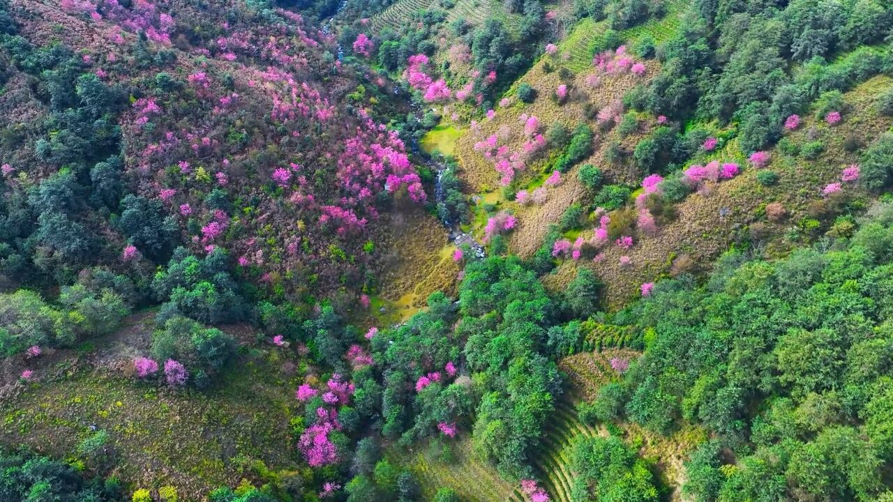 千城胜景|云南凤庆:大山深处樱花浪漫