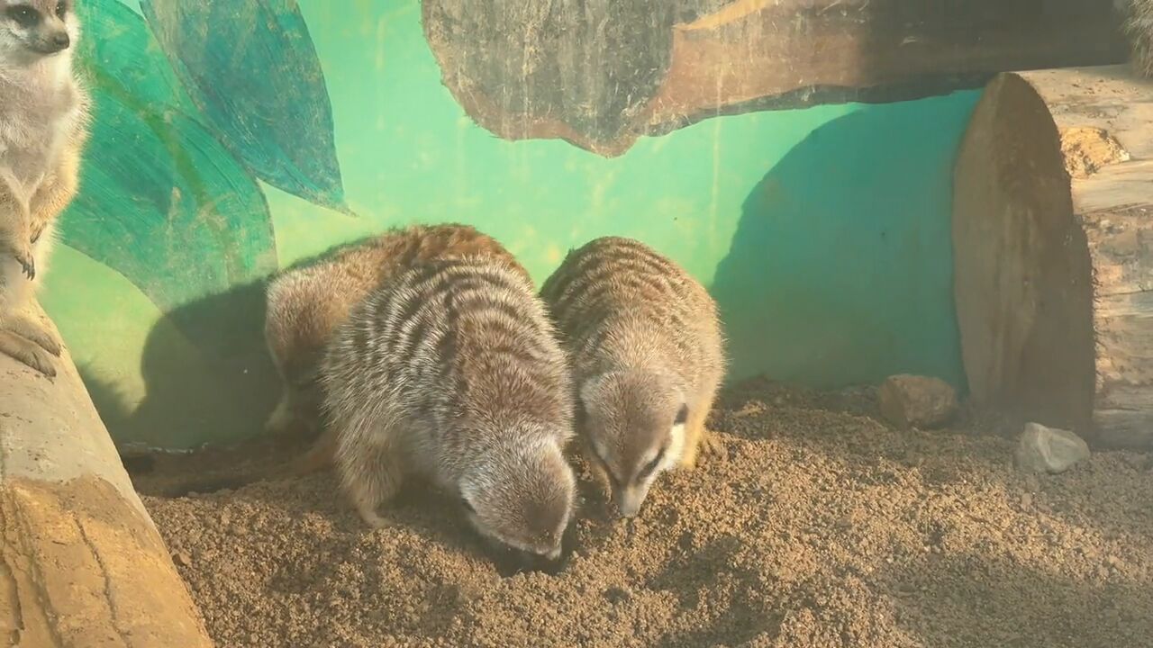 在冬天谁会不喜欢毛茸茸的小家伙呢