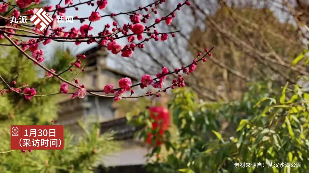 近日,湖北武汉.沙湖看梅海800余棵红梅盛放迎春:过年来沙湖公园赏梅:预计在2月中旬会迎来盛花期