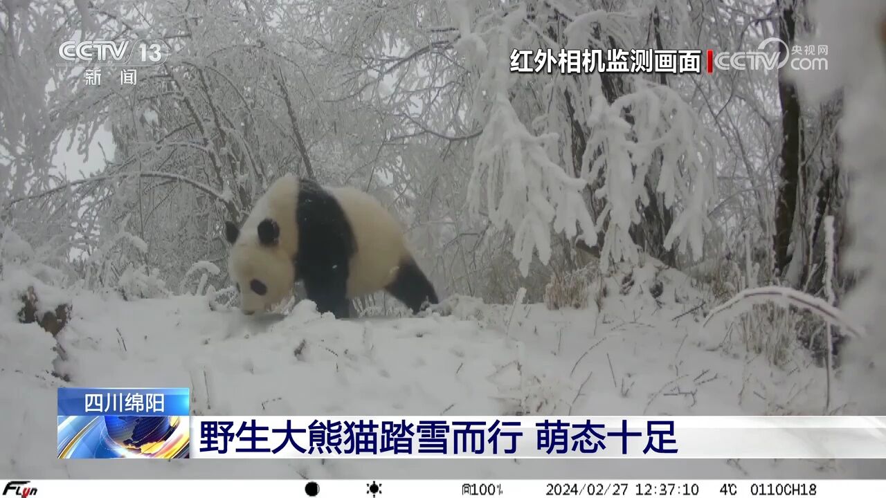 四川绵阳 野生大熊猫踏雪而行 萌态十足