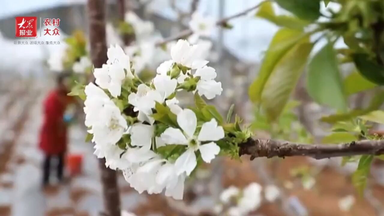 惊蛰樱桃花满棚 果农春管点花忙